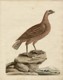 Peter Brown's drawing of a bird
