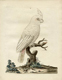 Peter Brown's drawing of a bird

