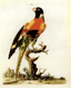 Peter Brown's drawing of a bird