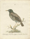 Peter Brown's drawing of a bird
