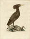 Peter Brown's drawing of a bird
