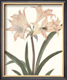 Peter Brown's drawing of an Amaryllis 