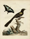 Peter Brown's drawing of a bird